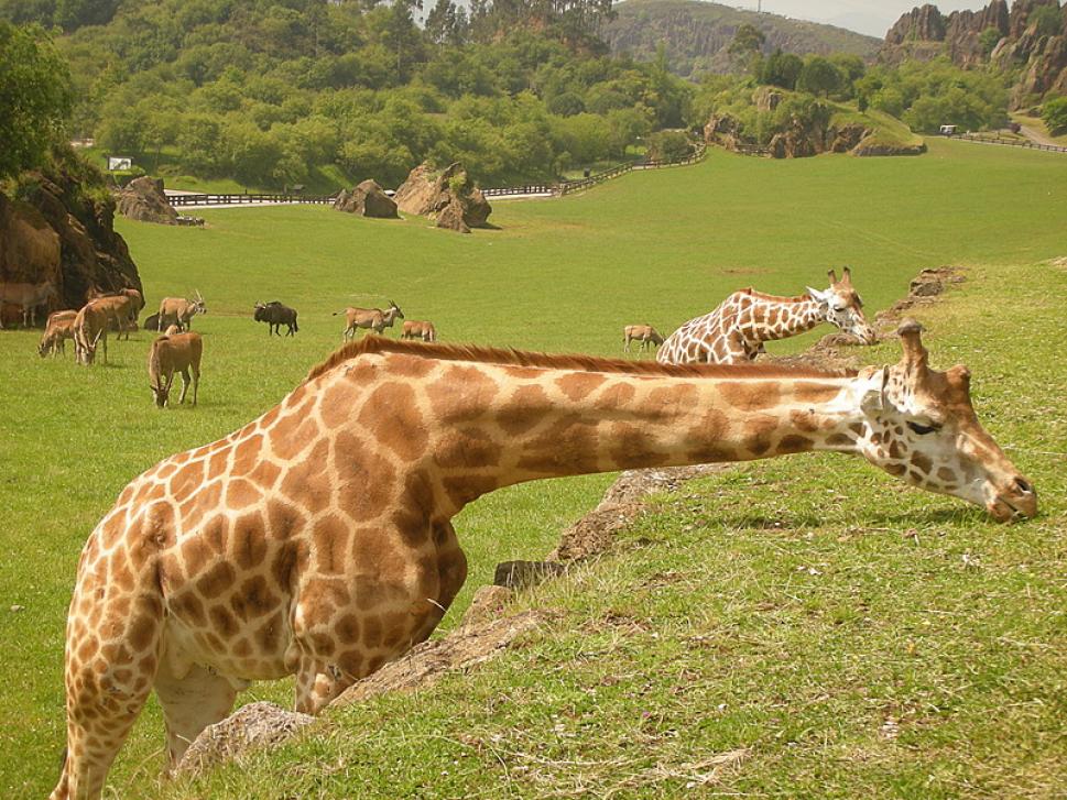 Los animales viven en régimen de semilibertad, y se distribuyen por recintos de grandes dimensiones en los que coexisten diferentes especies. (Foto: Turismo de Cantabria, turismodecantabria.com)