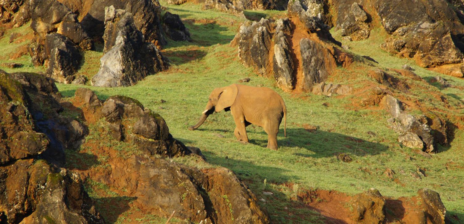 El Parque está situado en una antigua mina de hierro a cielo abierto abandonada, naturalizada por la mano del hombre, y en la que conviven más de 150 especies animales. (Foto: Parque de la Naturaleza de Cabárceno, www.parquedecabarceno.com)